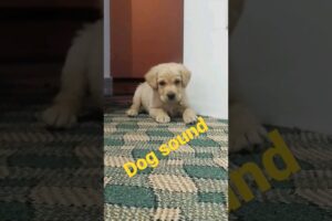 Puppy sound/beautiful sound Dog /cute Labrador dog video #viraldogvideos #puppy #labradorlover