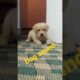 Puppy sound/beautiful sound Dog /cute Labrador dog video #viraldogvideos #puppy #labradorlover