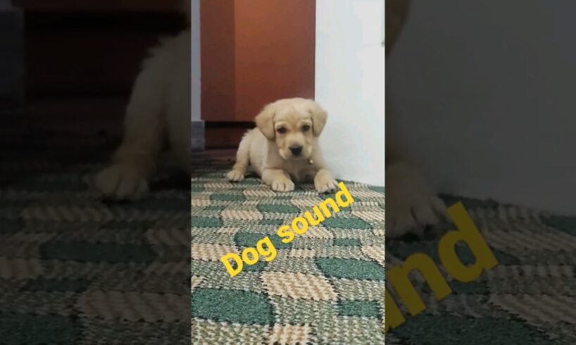 Puppy sound/beautiful sound Dog /cute Labrador dog video #viraldogvideos #puppy #labradorlover