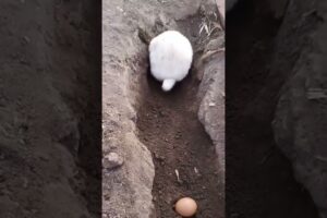 RABBIT, OMG Animals SOO Cute! AWW Cute baby animals, CUTEST moment of the Animal Planet 兔子 #665