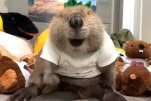 Rescue beaver builds dam with stuffed toys