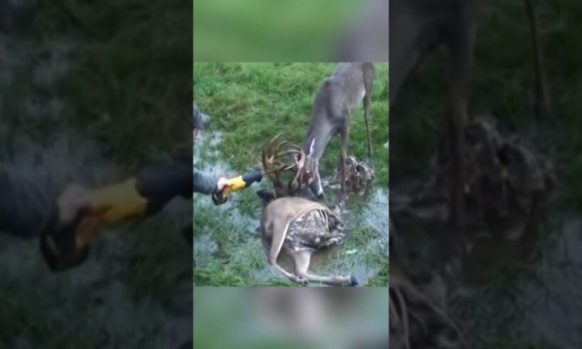 Rescue of swamp 🦌 deer 😍 l animal rescue #shorts #animals #animalrescue