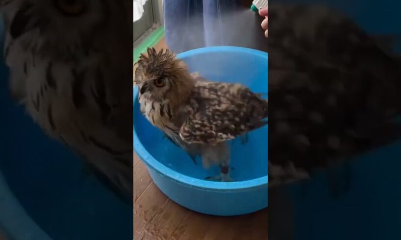 Rescue owl caught in net can not get out #rescueowl #owl #shorts