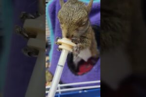 Rescue squirrel lost mother #squirrel #rescuesquirrel #shorts