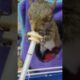 Rescue squirrel lost mother #squirrel #rescuesquirrel #shorts