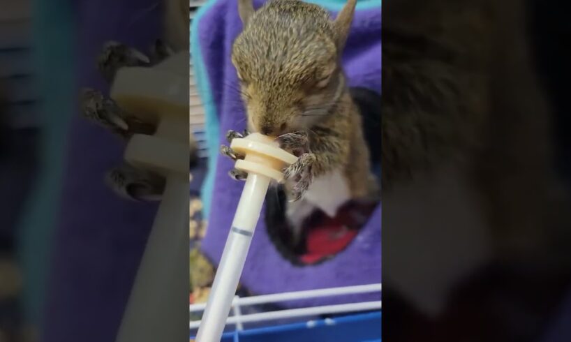 Rescue squirrel lost mother #squirrel #rescuesquirrel #shorts