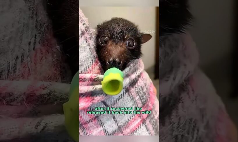 Rescued a bat by the roadside #shortvideo #rescue #bat #animals #healing