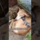 Rescuing a stray mother dog and her family #shortsvideo #animals #animalls #shorts