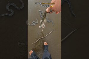 Risky Rescues: Saving Venomous Sea Snakes from Shore 😱