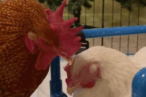 Rooster falls in love with disabled chick