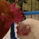 Rooster falls in love with disabled chick