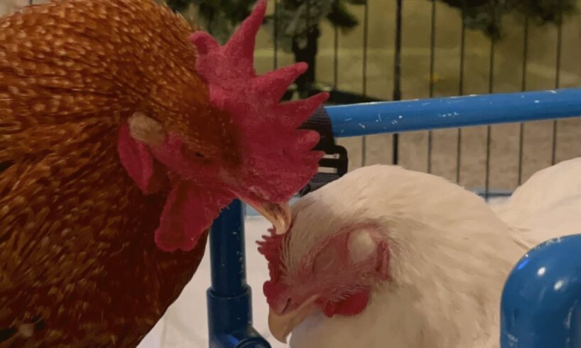 Rooster falls in love with disabled chick