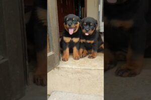 Rottweiler Cutest Puppies #americanpittbull #germanshepherd #musicgenre #doglover #pitbulltype #musi