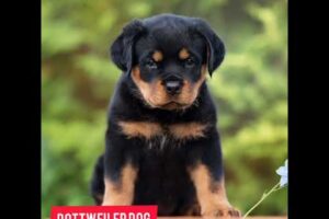 Rottweiler dog ❤️ life journey status 🔥🔥🔥 status