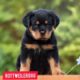 Rottweiler dog ❤️ life journey status 🔥🔥🔥 status