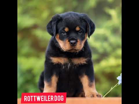 Rottweiler dog ❤️ life journey status 🔥🔥🔥 status