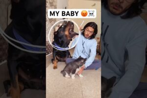 Rottweiler protecting baby from owner #dog #rottweiler #husky #trendingsongs #shorts #viral