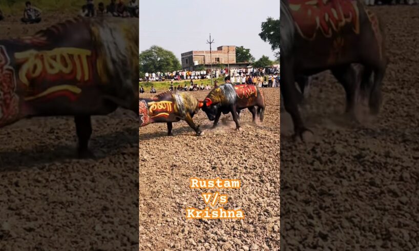 Rustam🔥 v/s krishna💪🏻 | #buffalo #fight #ladai #takkar #दंगल #tournament #dangal #fighting #bull