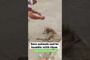 Save animals and be humble with them #animals #animallover #dogs #dog #doglover #shorts #shortvideo