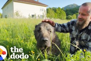 Scared Dirty Highway Dog Turns Out To Be Gentle Giant | The Dodo