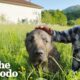 Scared Dirty Highway Dog Turns Out To Be Gentle Giant | The Dodo