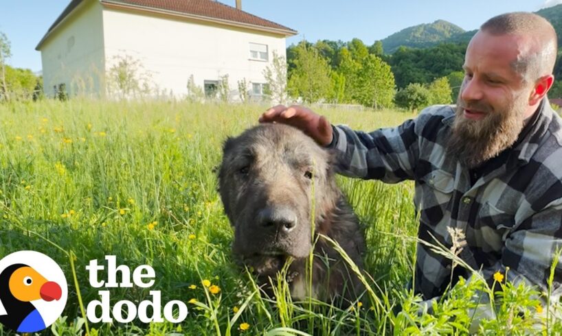 Scared Dirty Highway Dog Turns Out To Be Gentle Giant | The Dodo