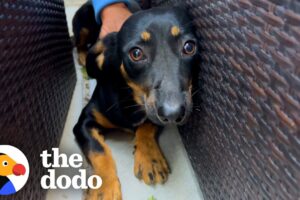 Scared Dog's Owner Tried To Give Him Away | The Dodo