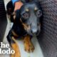 Scared Dog's Owner Tried To Give Him Away | The Dodo