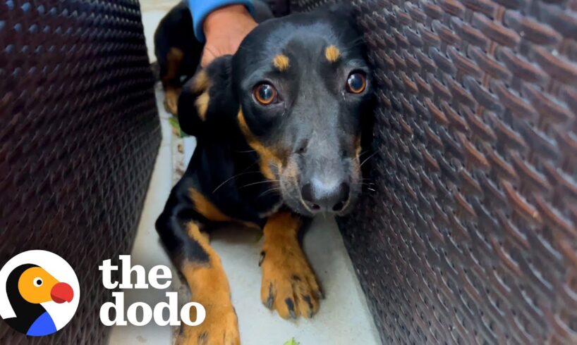 Scared Dog's Owner Tried To Give Him Away | The Dodo