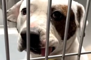 Scared shelter dog is so happy after rescue