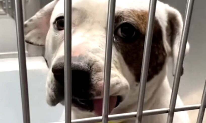 Scared shelter dog is so happy after rescue