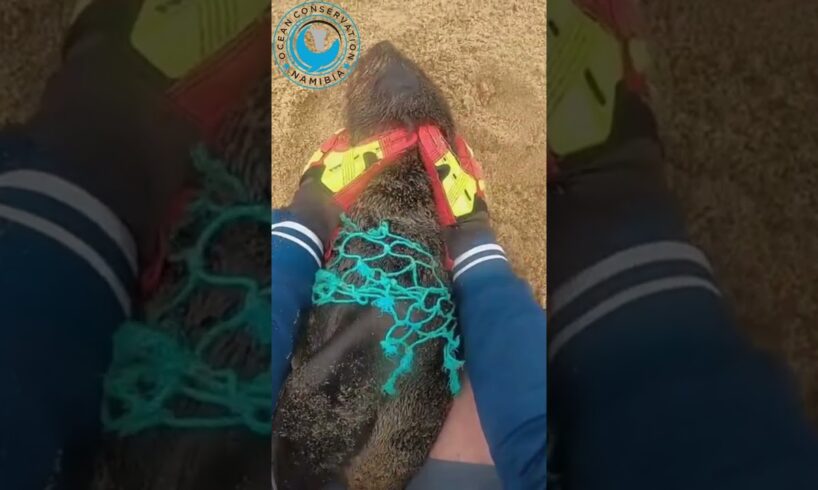 Seal needs to be rescued from green net