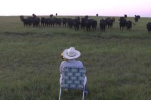 Serenading the cattle with my trombone (Lorde - Royals)