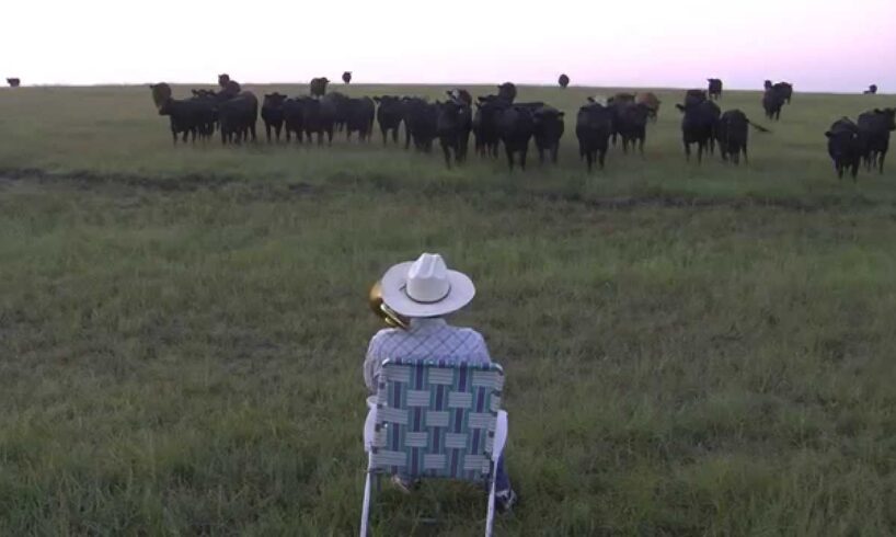 Serenading the cattle with my trombone (Lorde - Royals)