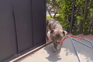 She Gathered All The Courage To Enter A Kind Girl's House Crying For Help...The Dog Was Safe