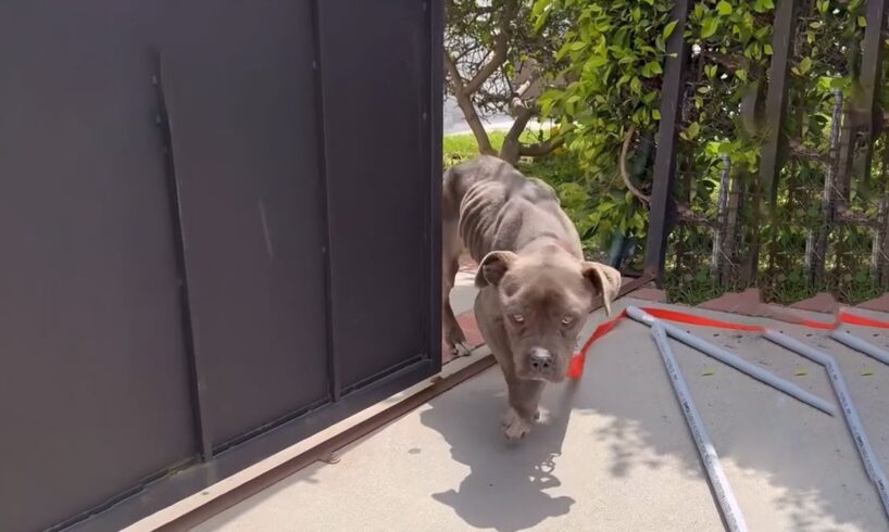 She Gathered All The Courage To Enter A Kind Girl's House Crying For Help...The Dog Was Safe