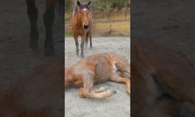 She Kicked Him In The Face! #shorts #horses #mustang