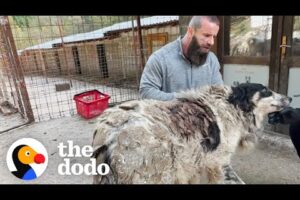 Shlelter Dog Carries 14 Pounds Of Matted Fur | The Dodo