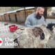 Shlelter Dog Carries 14 Pounds Of Matted Fur | The Dodo