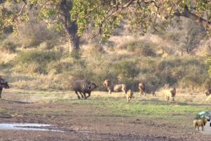 Six Male Lions Attack Buffalo Just Because They Can