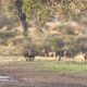 Six Male Lions Attack Buffalo Just Because They Can