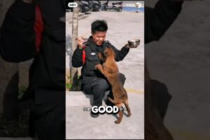 Stray Dog Walked Into Police Station And Got A Job ❤️#dog #doglover #animalshorts