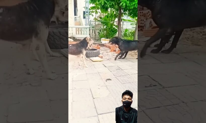 Street Dogs Gang Fight 🥵 #shorts #dog #vlog #shortsfeed