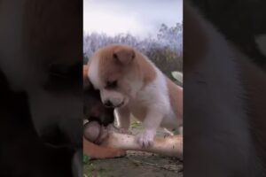 THE CUTEST PUPPIES FIGHTING OVER A BONE