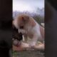 THE CUTEST PUPPIES FIGHTING OVER A BONE