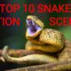 TOP 10 wild snake scenes, THE BEST SNAKE ACTION, snake hunt, snake fight