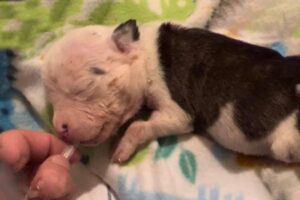 Tearful story of a newborn puppy: Rejected by his mom, severely dehydrated, fighting for life!