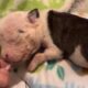 Tearful story of a newborn puppy: Rejected by his mom, severely dehydrated, fighting for life!