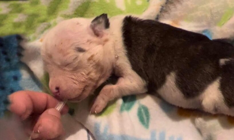 Tearful story of a newborn puppy: Rejected by his mom, severely dehydrated, fighting for life!