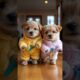 The Cutest Puppies Ever!  #adorableanimals #cuteanimal #babyanimals #animalsbaby #aiart #babyshorts